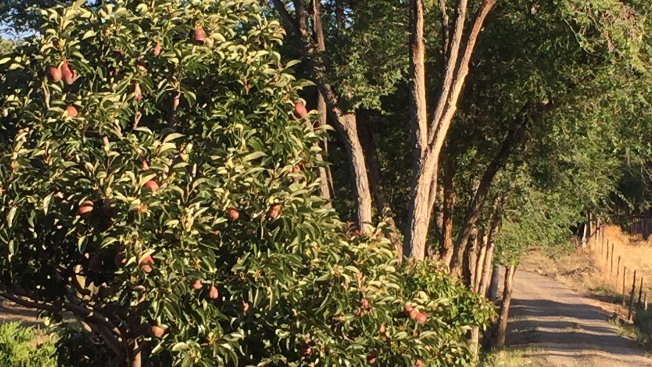 Photo of Others in Taos