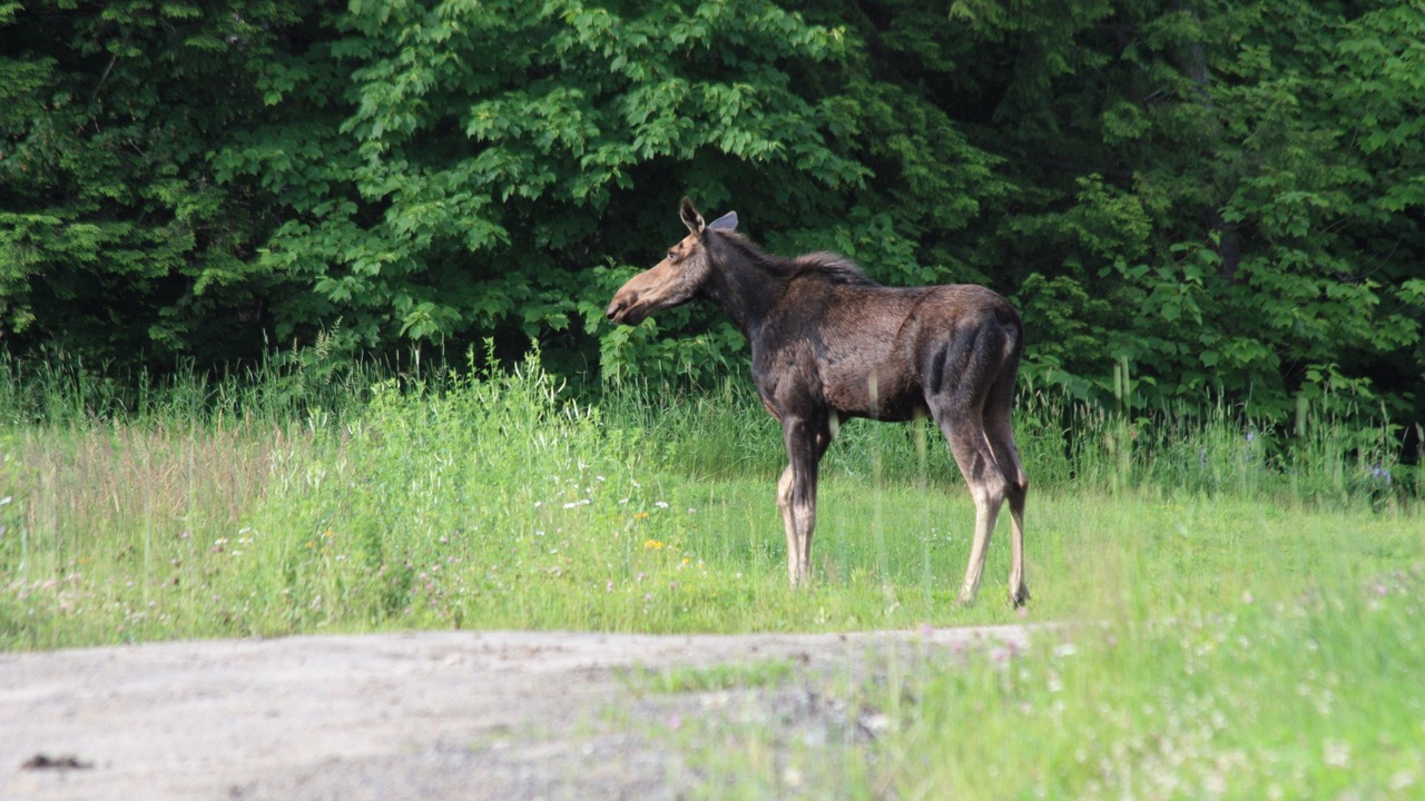 Photo of Others in East Burke