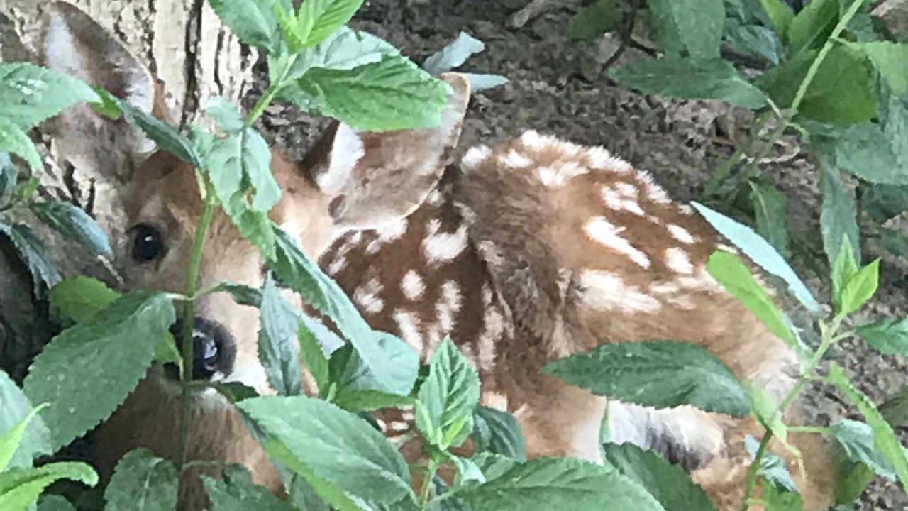 Photo of Others in Shepherdstown