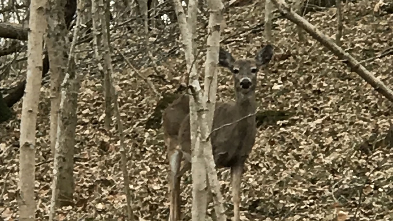 Photo of Others in Shepherdstown