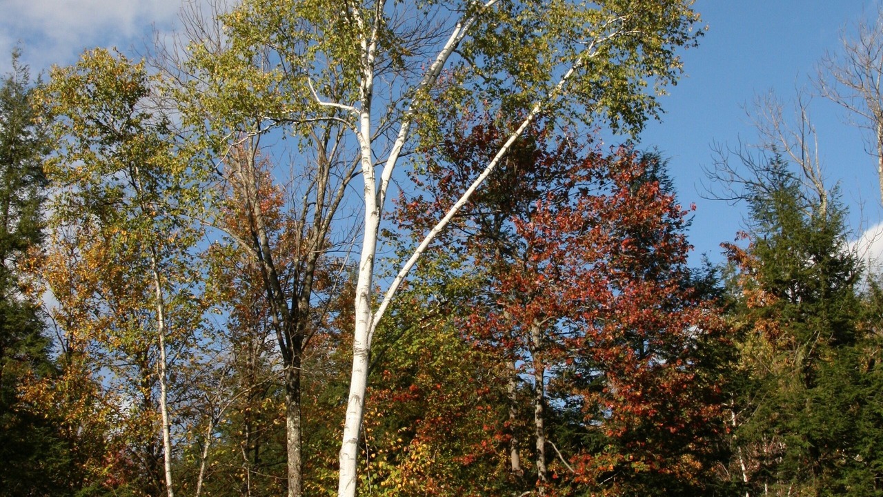 Photo of Outdoor in Wardsboro