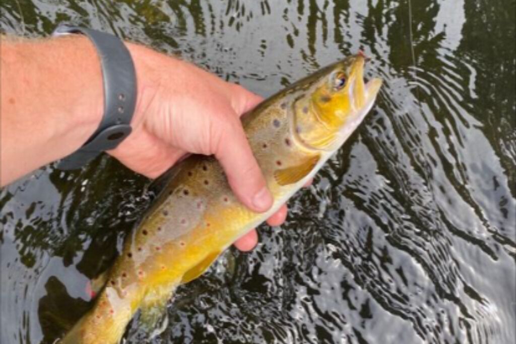 Photo of Others in St Croix Falls