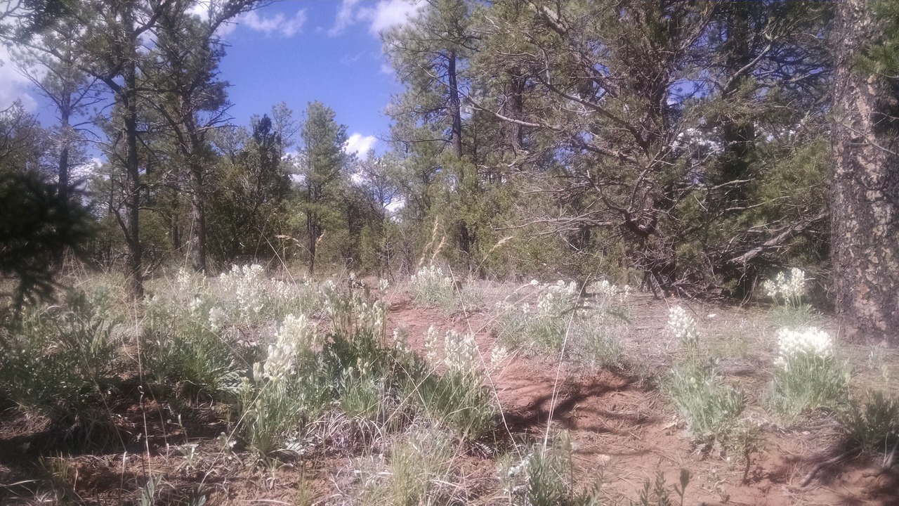 Photo of Others in Pecos