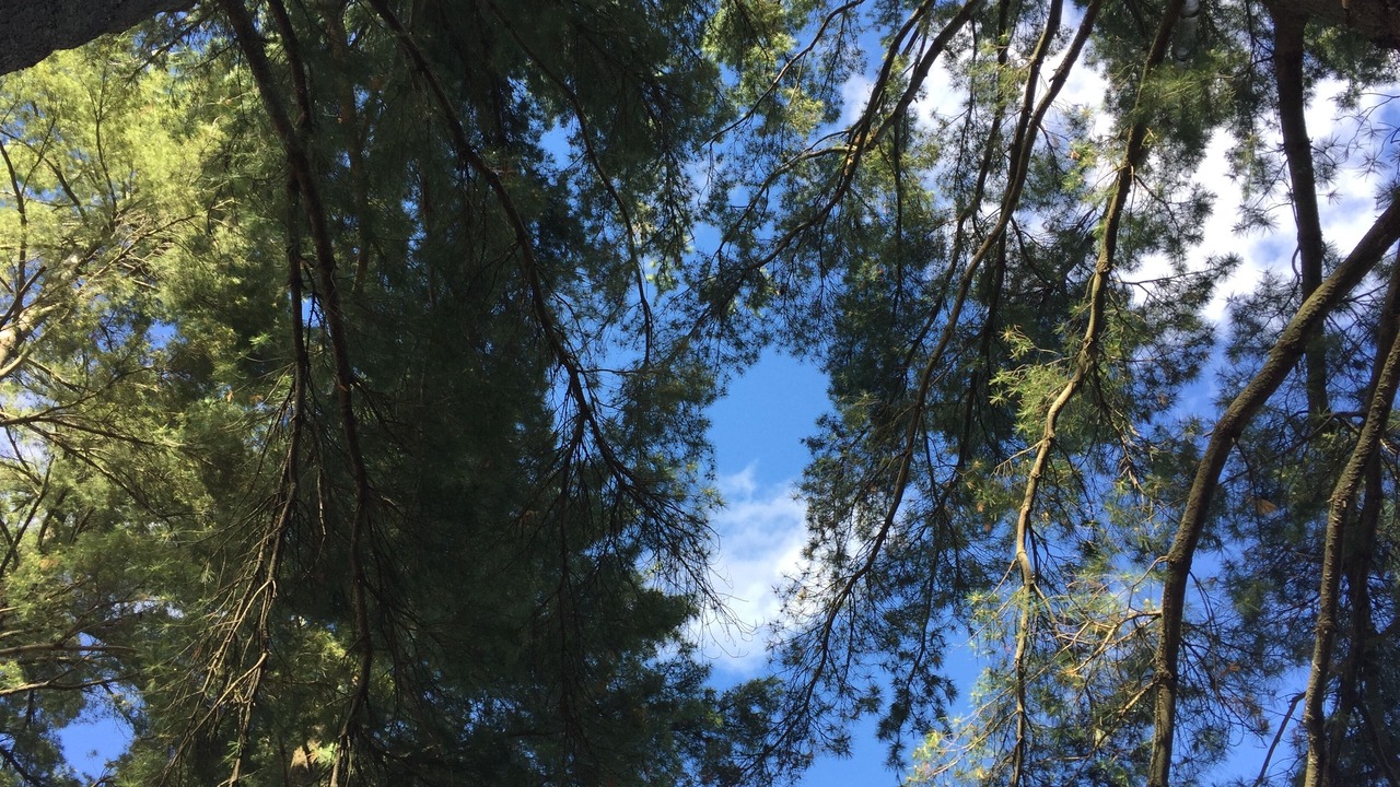 Photo of Outdoor in Siren