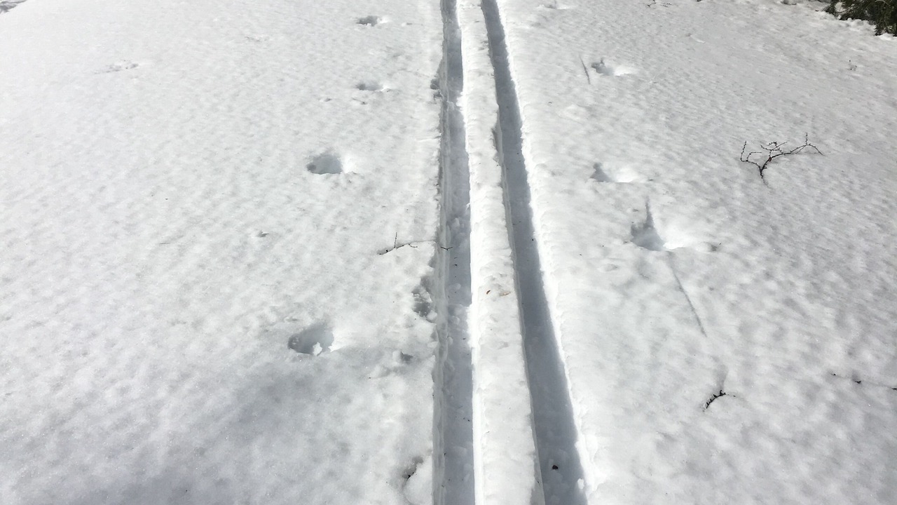 Photo of Others in North Pole