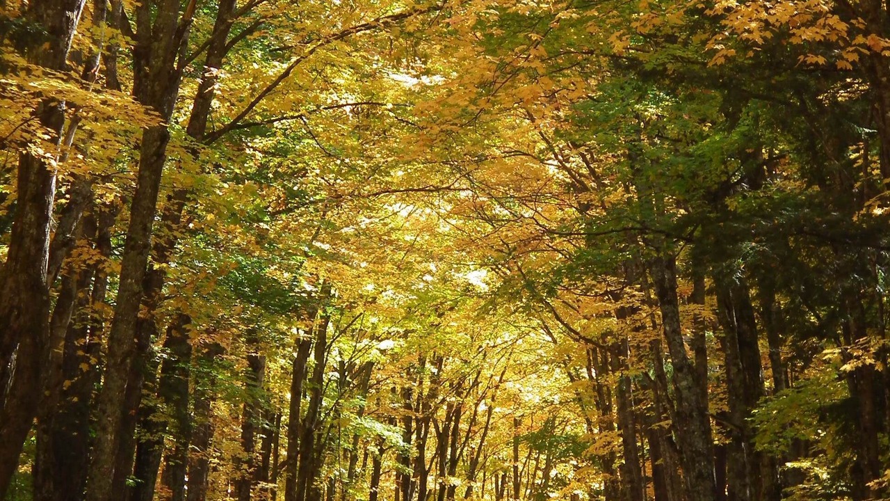 Photo of Outdoor in Watersmeet