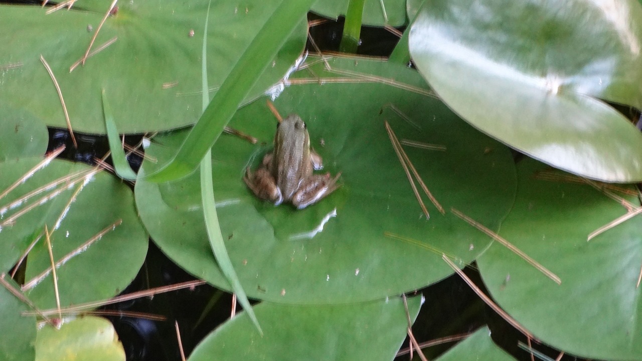 Photo of Outdoor in Watersmeet