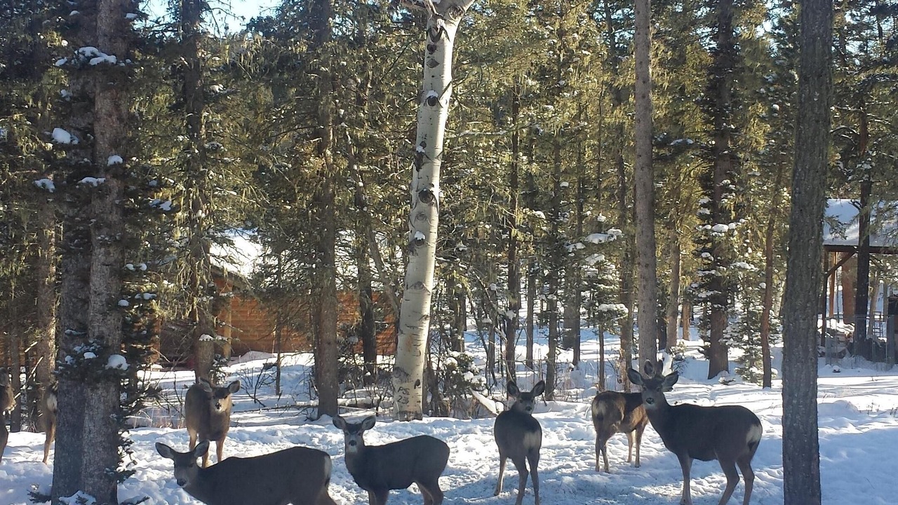 Photo of Outdoor in Angel Fire