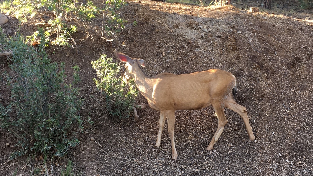 Photo of Others in Angel Fire