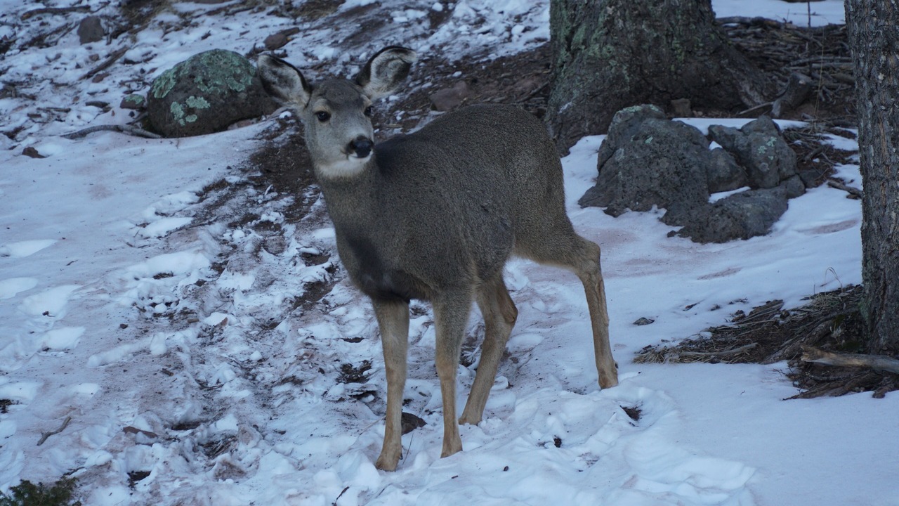 Photo of Others in Angel Fire