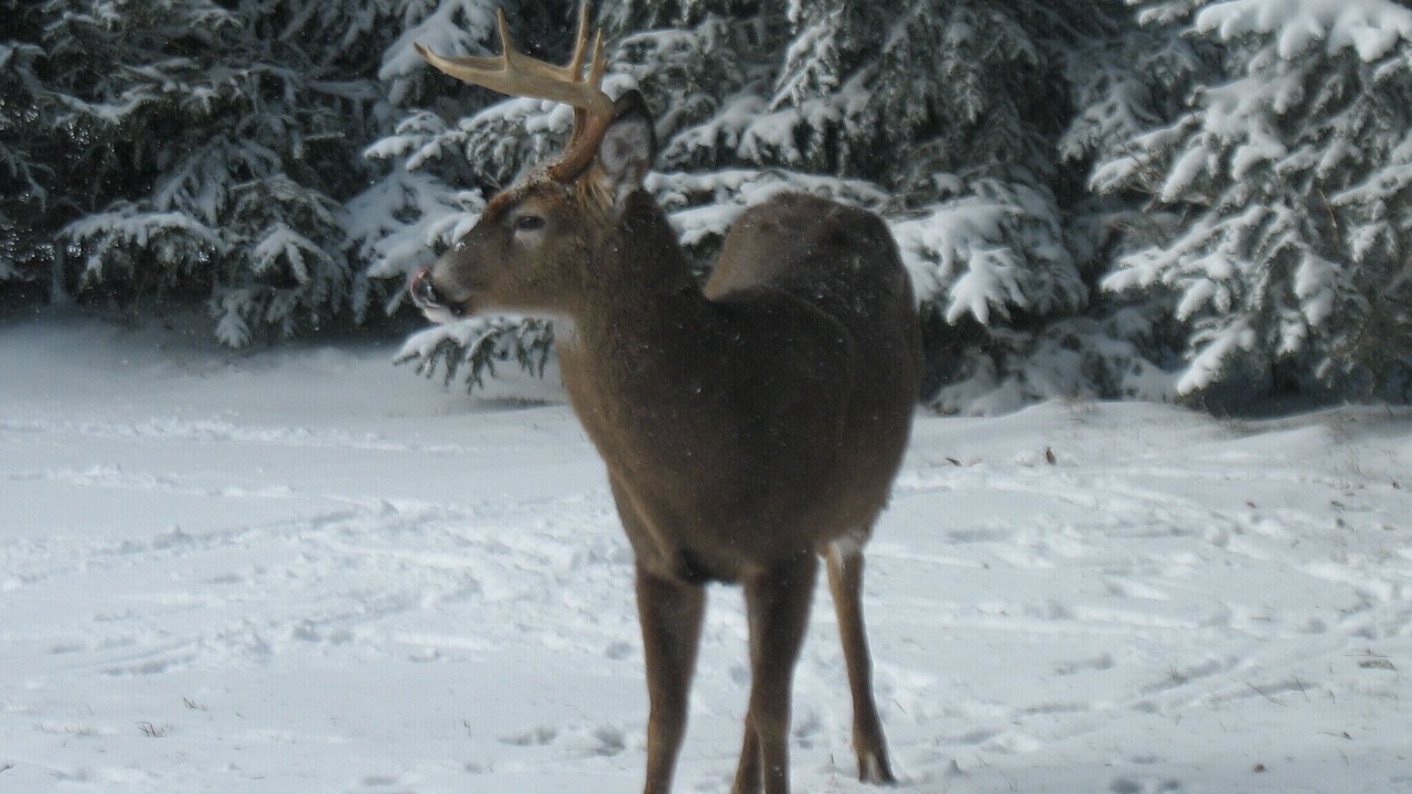 Photo of Others in Snowshoe