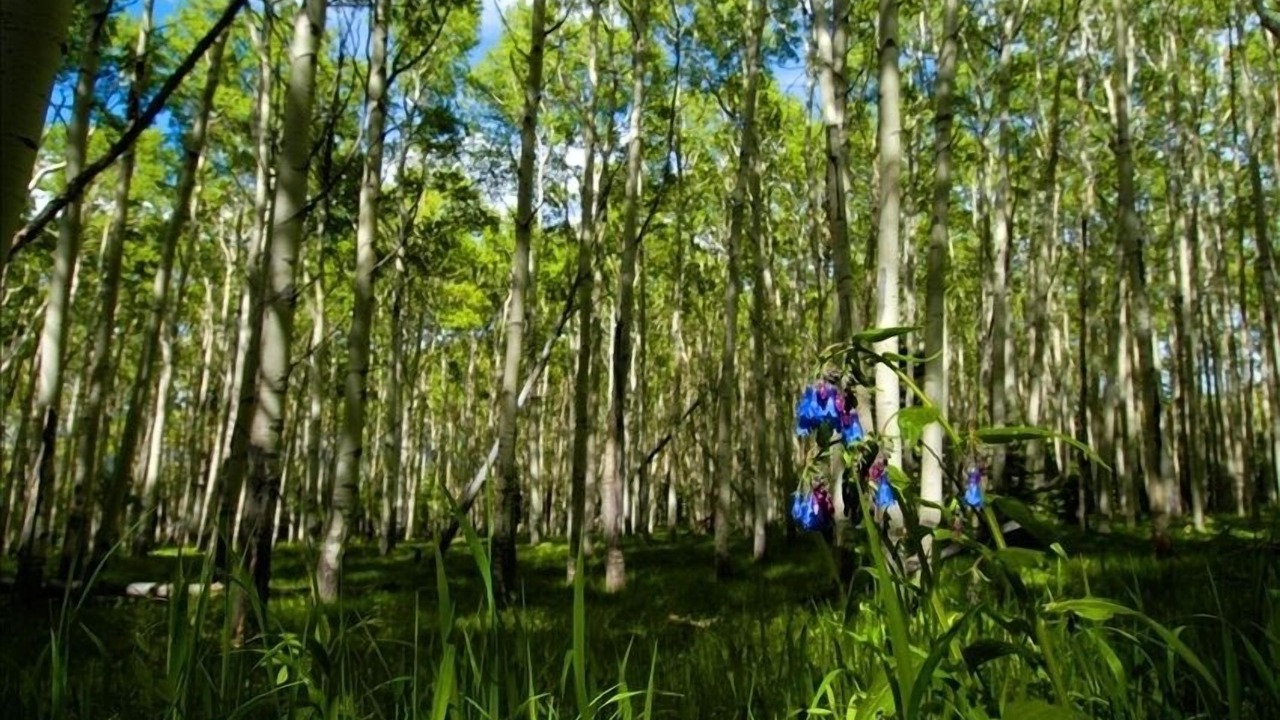 Photo of Others in Taos