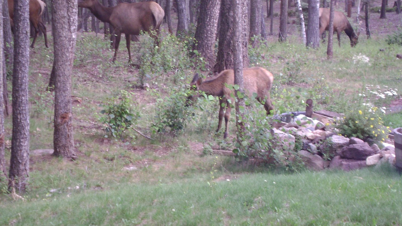 Photo of Outdoor in Eagle Nest