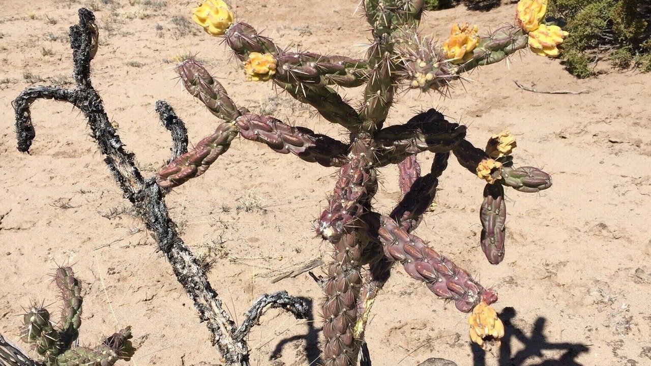 Photo of Others in Ojo Caliente
