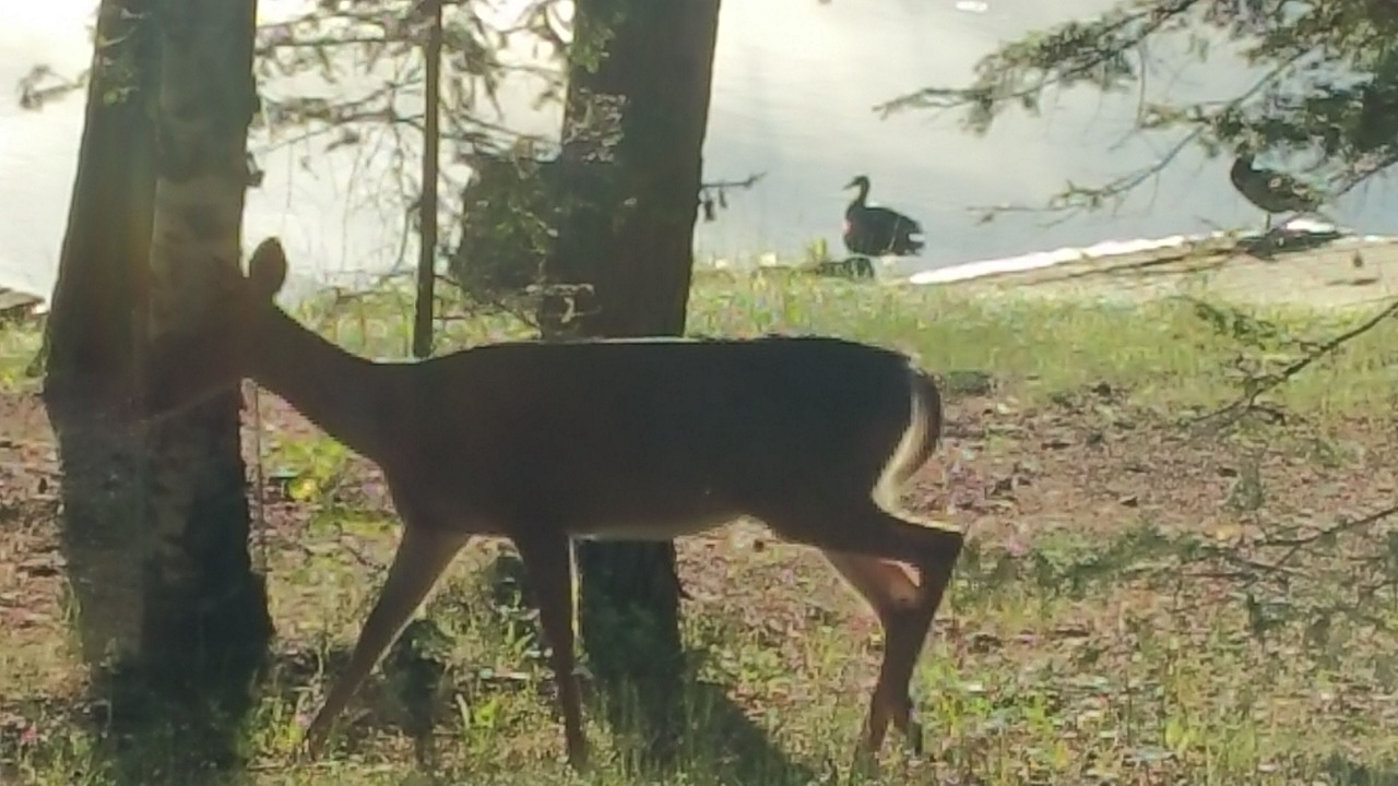 Photo of Outdoor in Pine River
