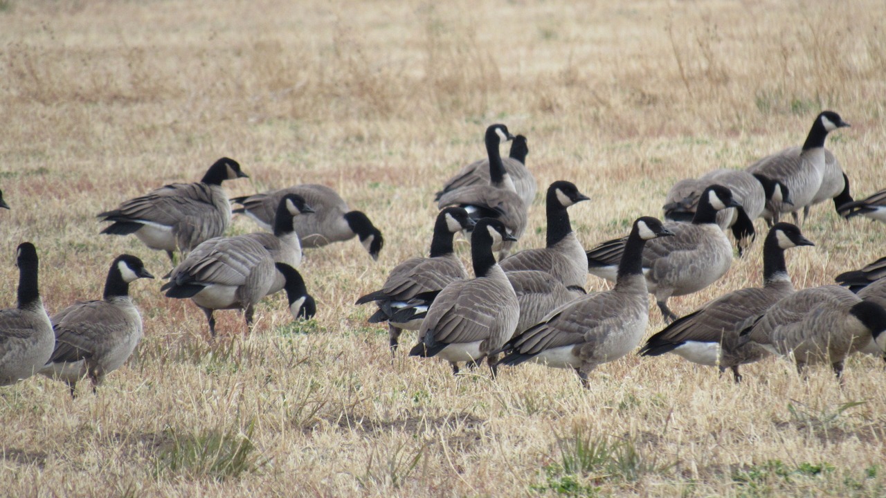 Photo of Others in Springer