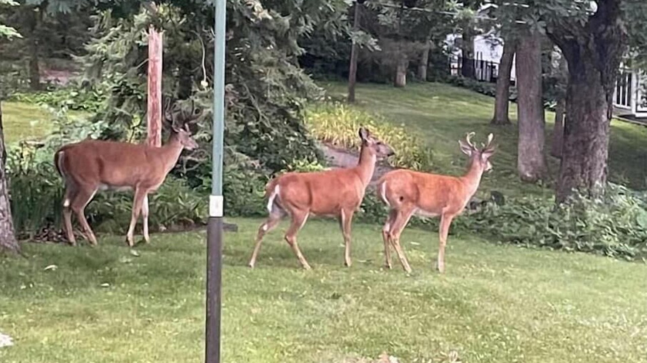 Photo of Others in White Bear Lake