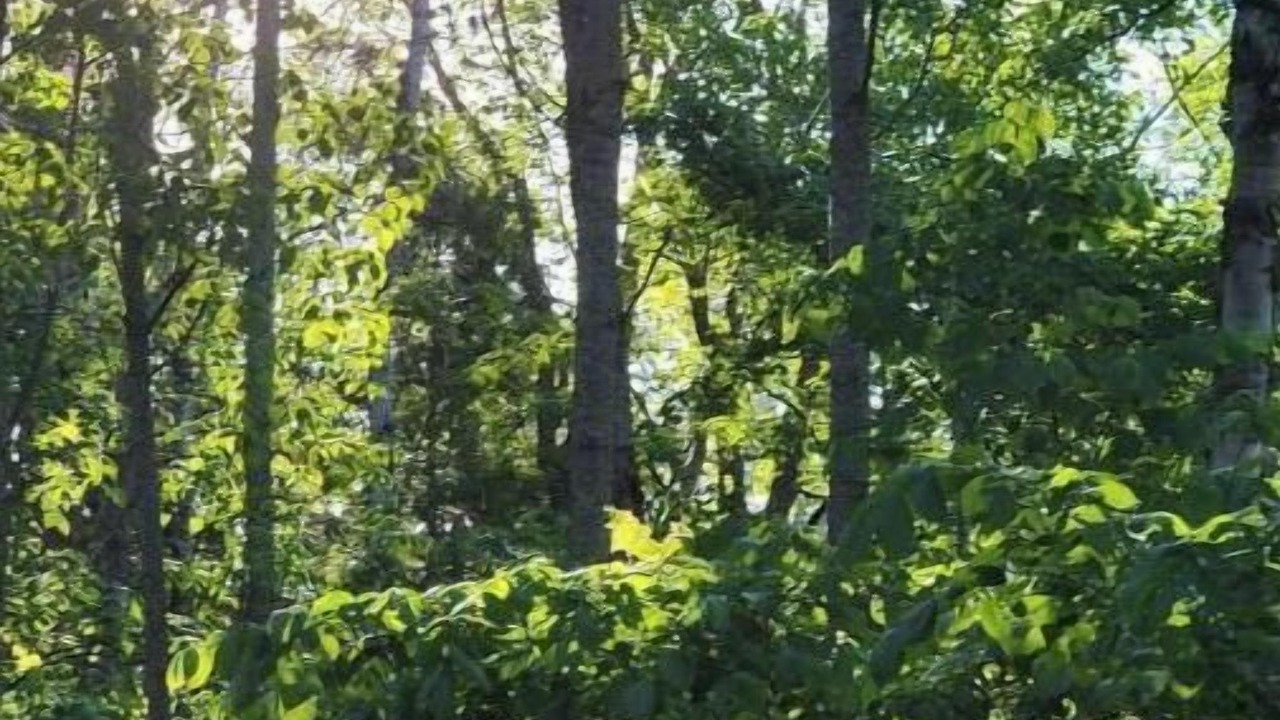 Photo of Others in Osage
