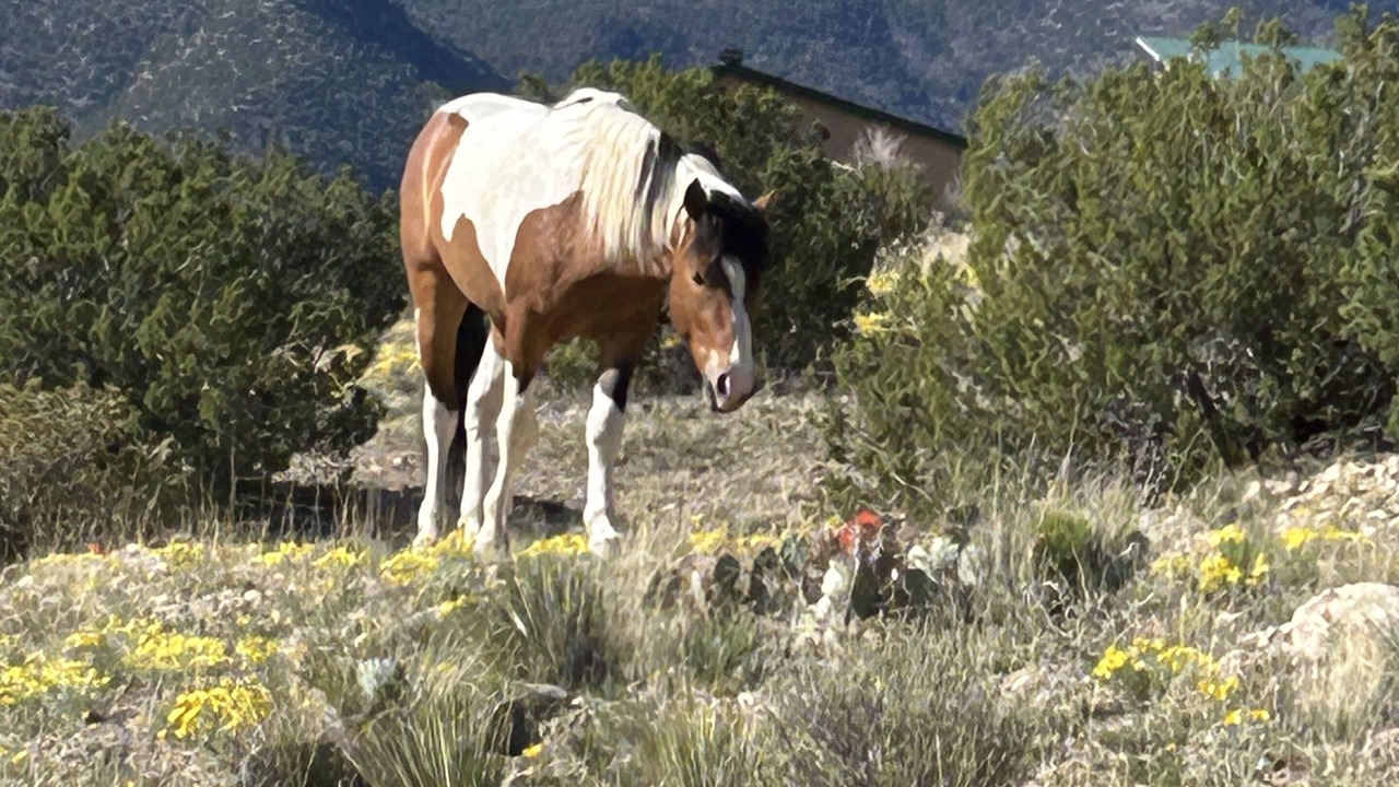Photo of Outdoor in Placitas