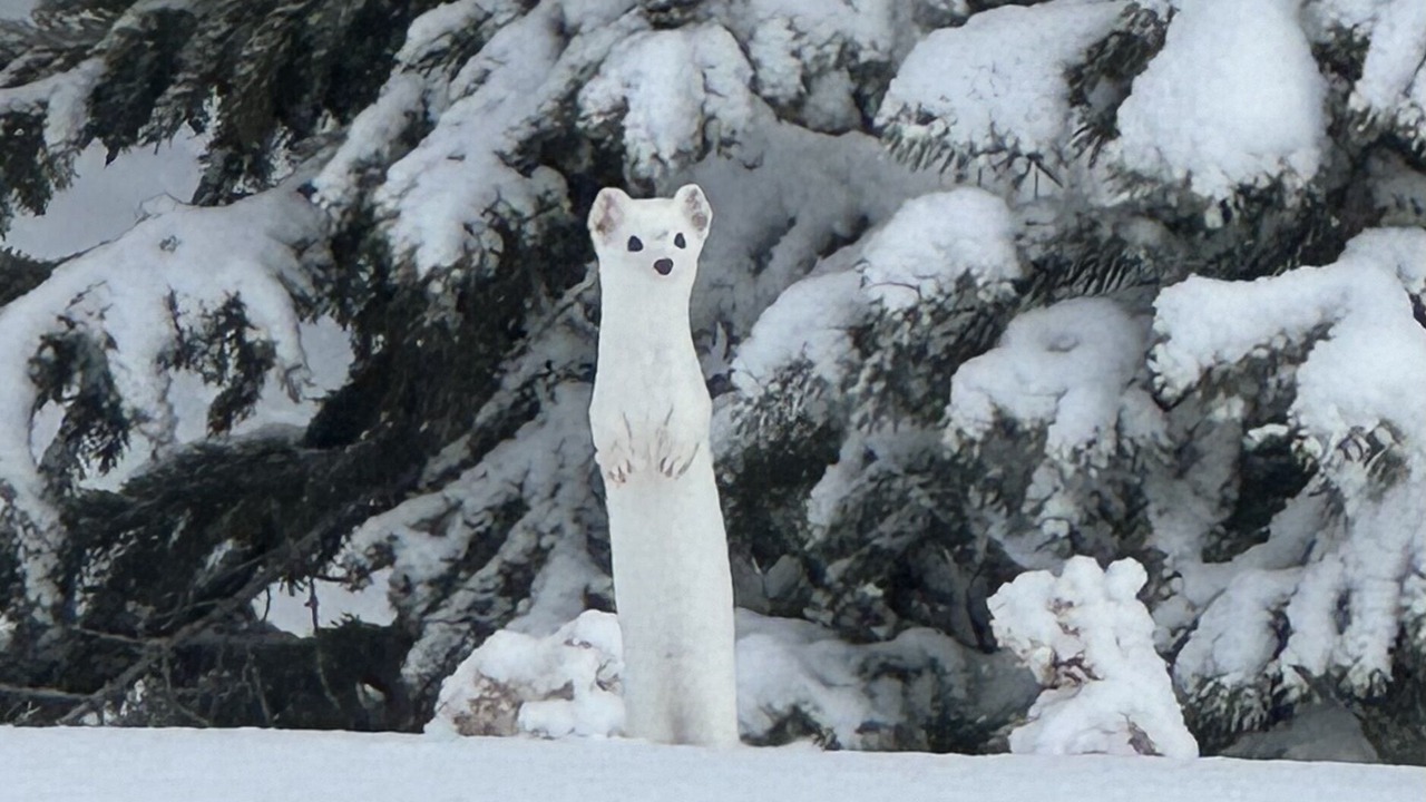 Photo of Outdoor in Antonito