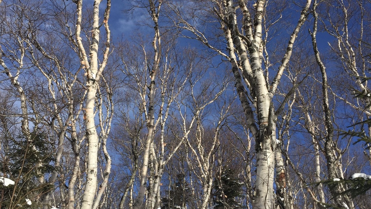 Photo of Others in Killington