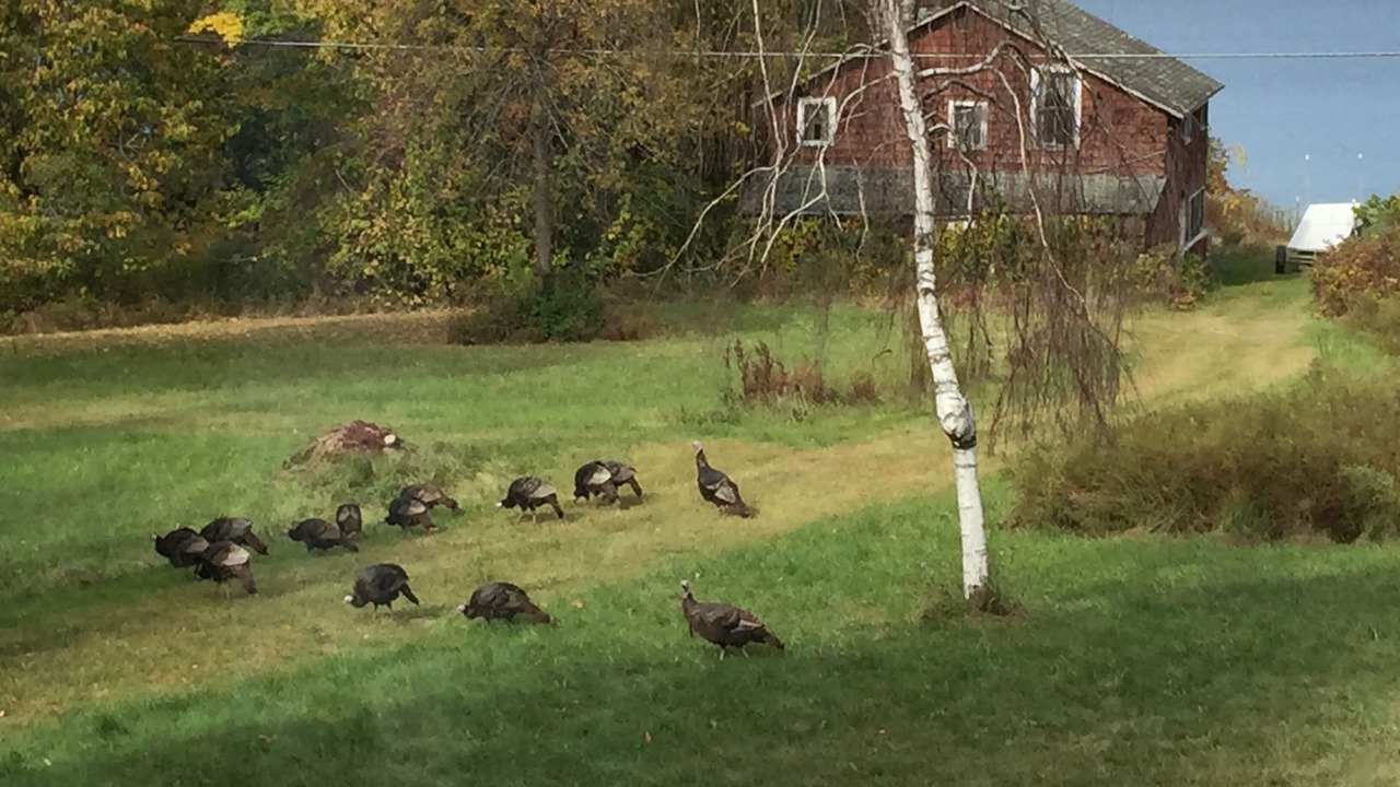 Photo of Outdoor in Willsboro