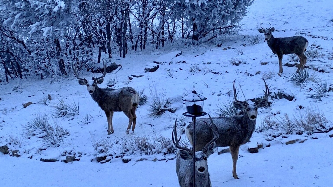 Photo of Others in Colorado City