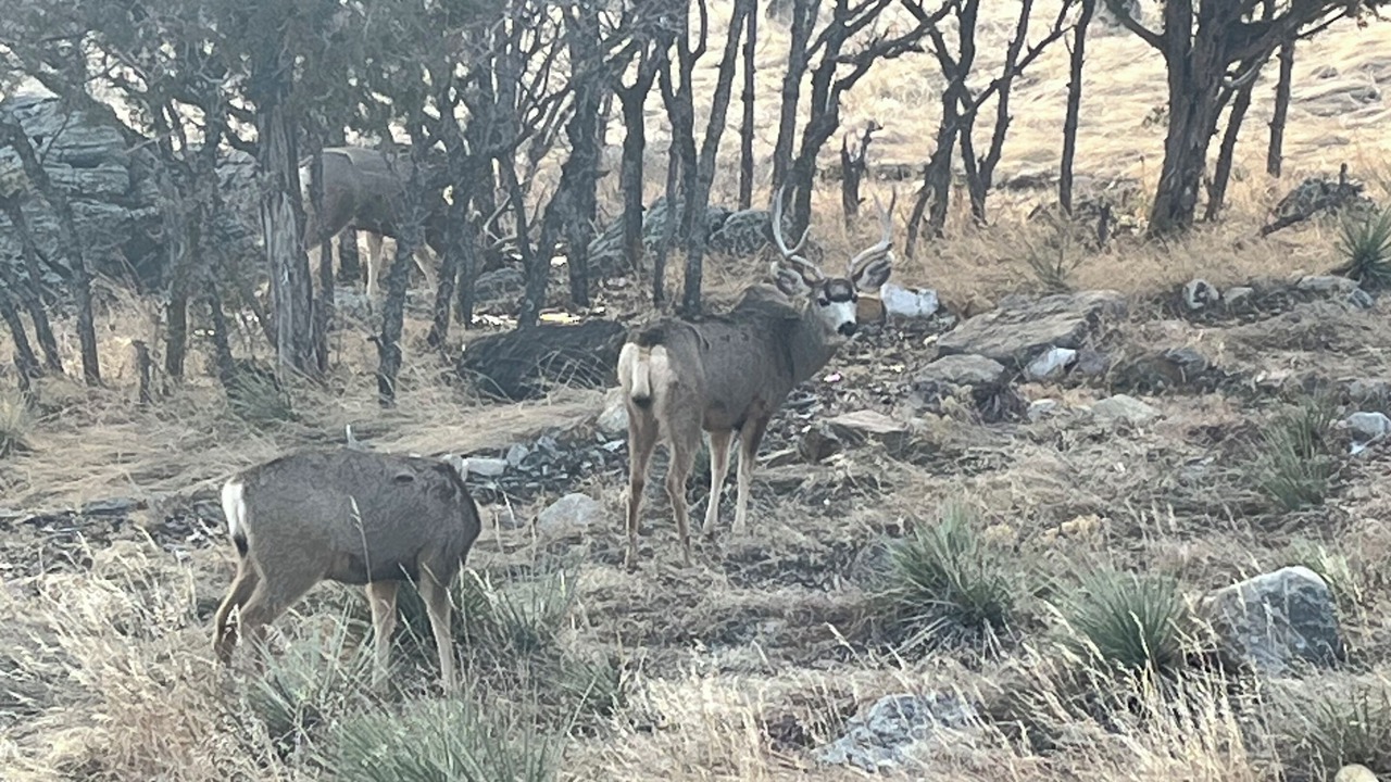 Photo of Others in Colorado City