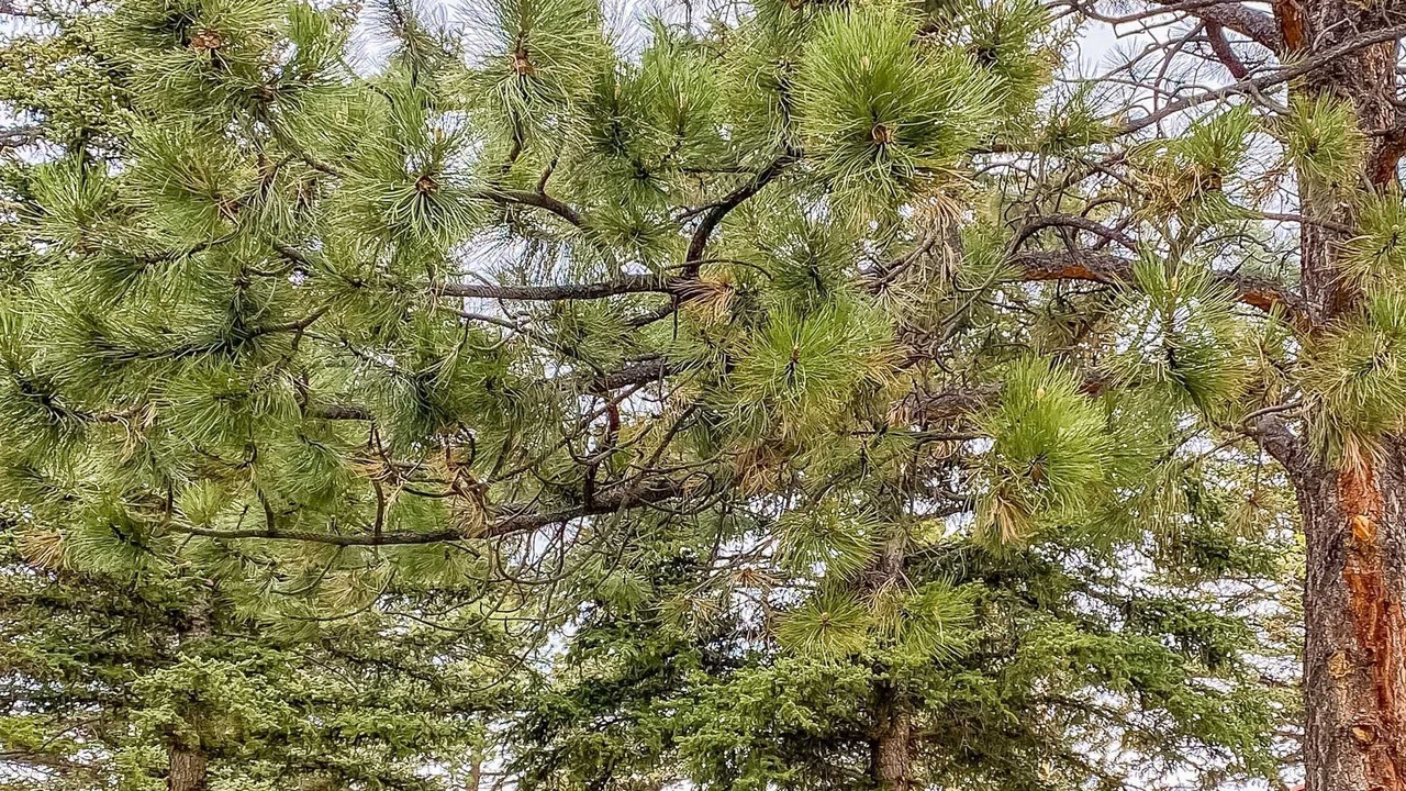 Photo of Outdoor in Eagle Nest