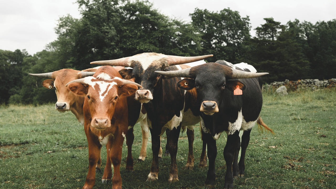 Photo of Others in Glasgo