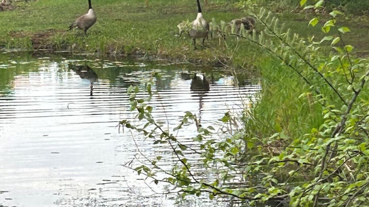 Photo of Others in Pine City