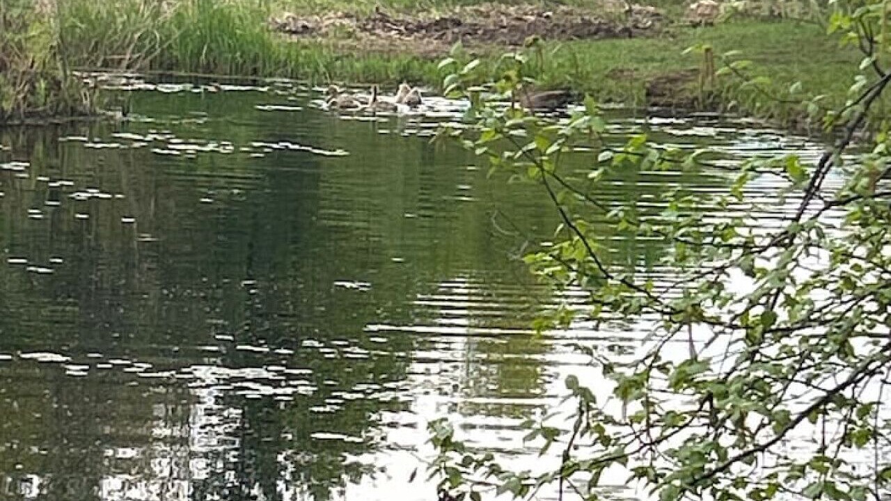 Photo of Others in Pine City