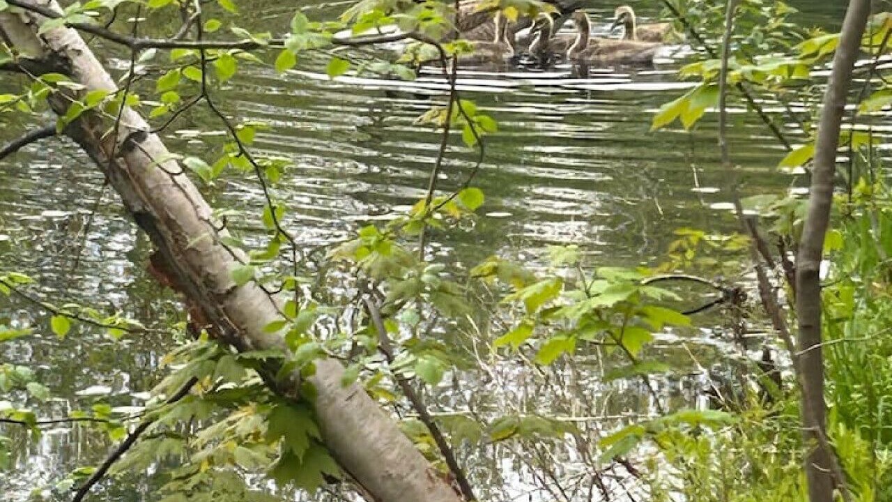 Photo of Others in Pine City