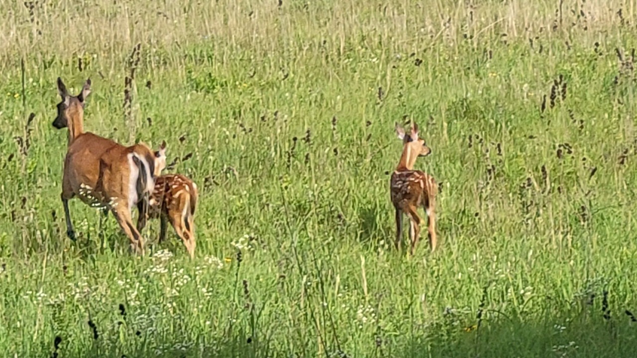 Photo of Others in St Croix Falls