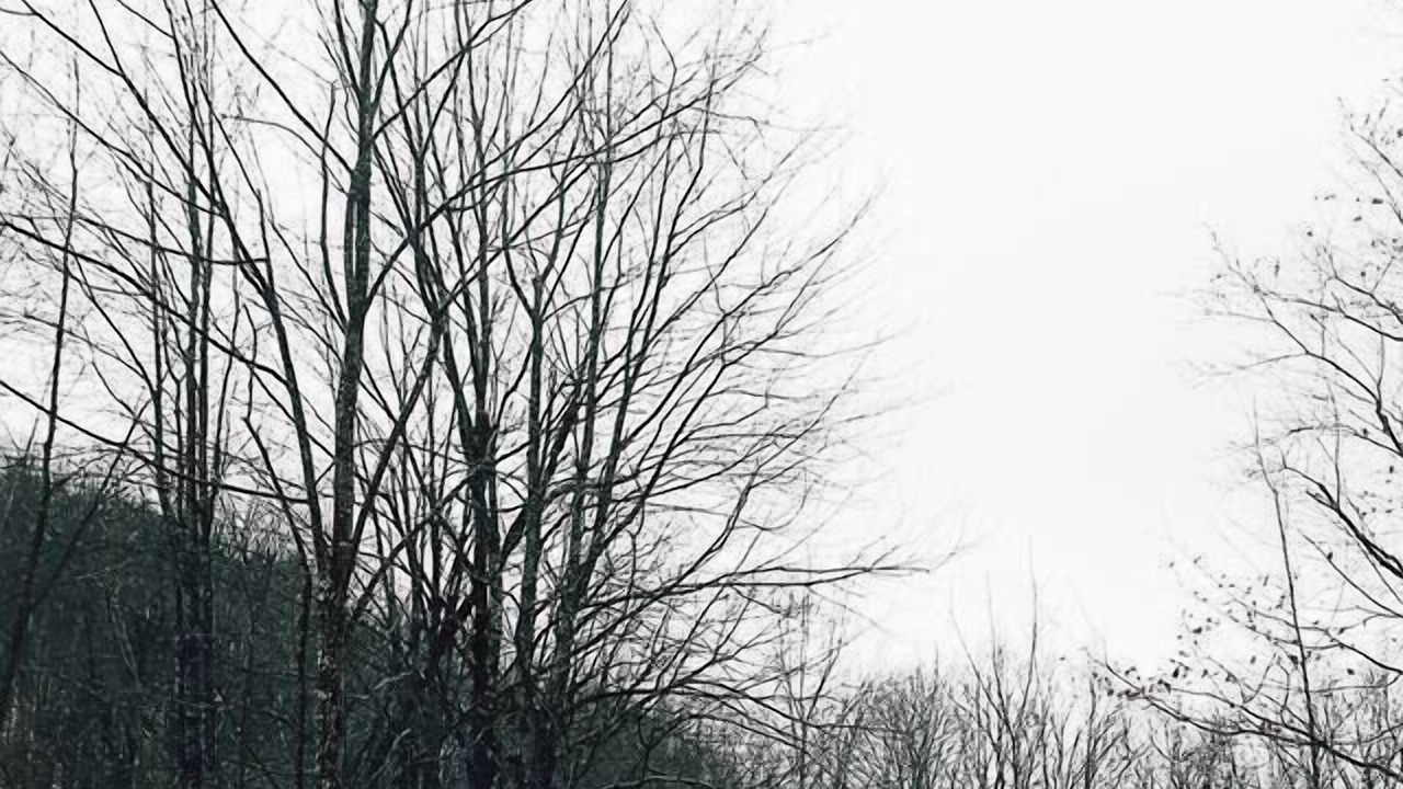 Photo of Others in Snowshoe