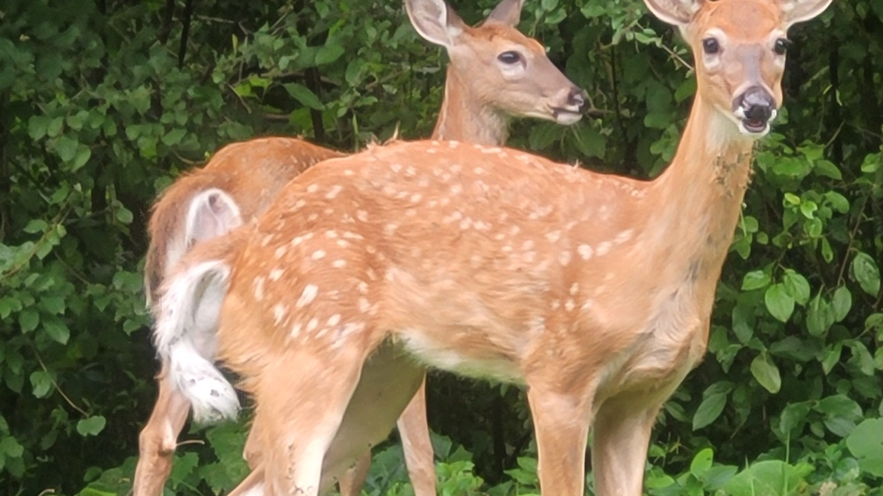 Photo of Others in Harrison