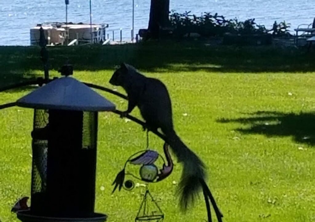 Photo of Others in Chazy