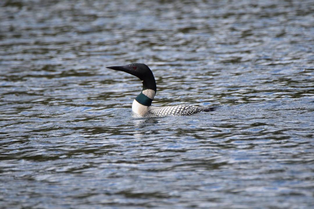 Photo of Others in Lake Tomahawk