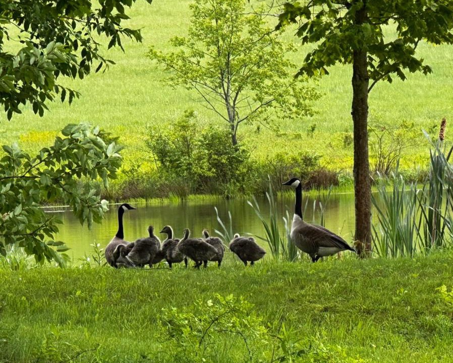 Photo of Others in Morton