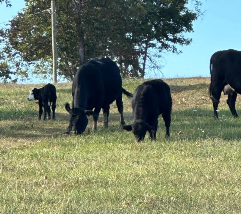 Photo of Others in Ballengee