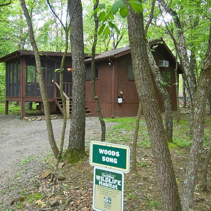 Photo of Others in The Woods