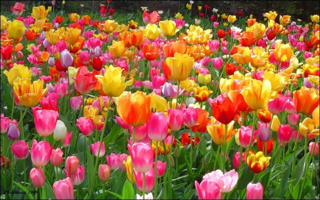 Photo of Others in Holland