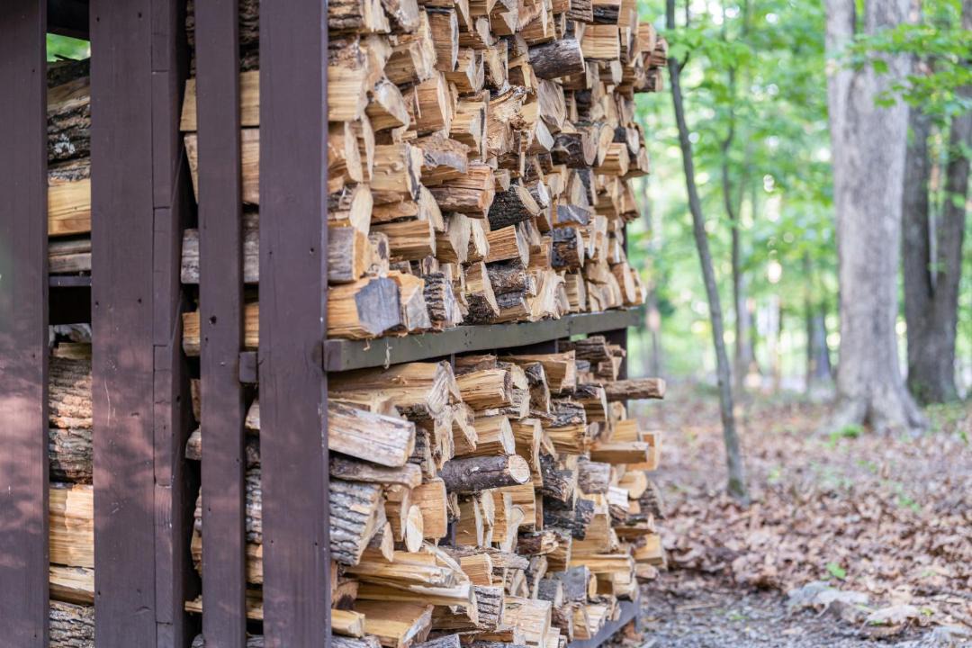 Photo of Others in The Woods
