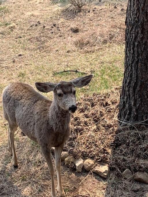 Photo of Others in Angel Fire