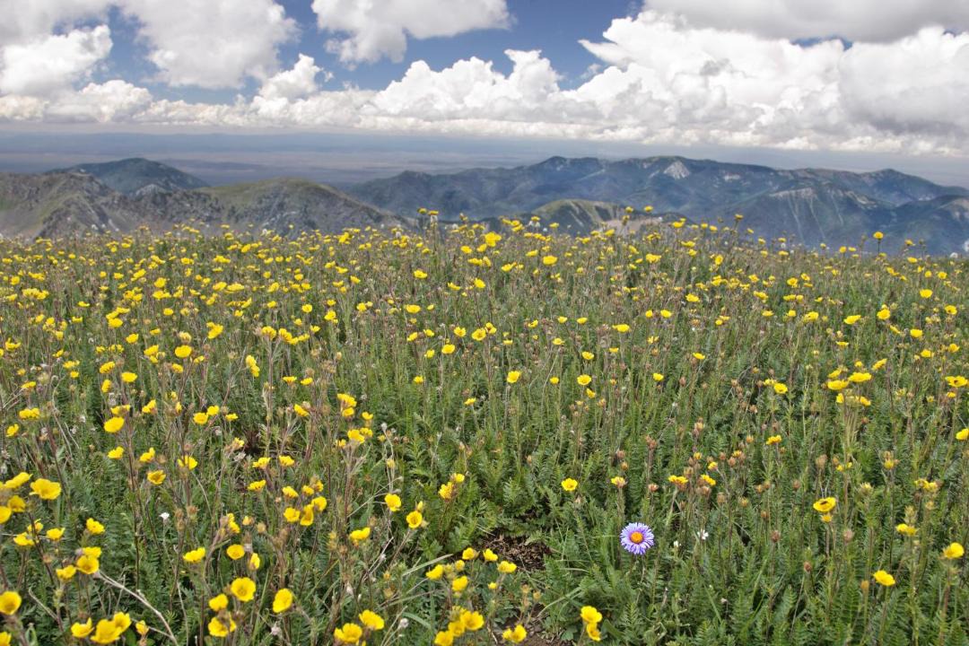 Photo of Others in Taos